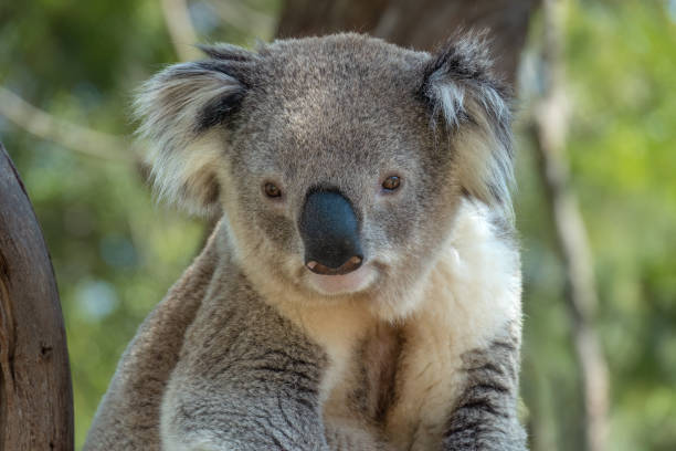 istock Encounter with a Koala (Phascolarctos cinereus) on a eucalyptus tree, Phillip Island, south-southeast of Melbourne, Victoria, Australia 1486851694