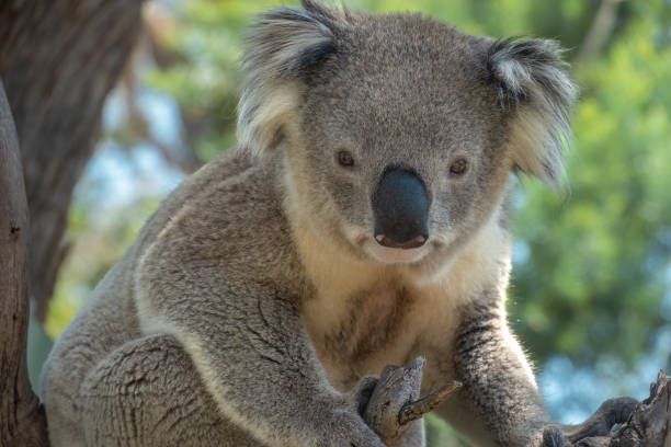 istock Encounter with a Koala (Phascolarctos cinereus) on a eucalyptus tree, Phillip Island, south-southeast of Melbourne, Victoria, Australia 1486851703