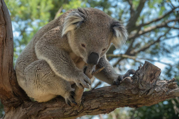 istock Encounter with a Koala (Phascolarctos cinereus) on a eucalyptus tree, Phillip Island, south-southeast of Melbourne, Victoria, Australia 1486851704