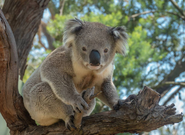 istock Encounter with a Koala (Phascolarctos cinereus) on a eucalyptus tree, Phillip Island, south-southeast of Melbourne, Victoria, Australia 1486851713