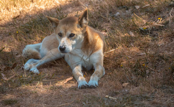 dingo (canis familiaris dingo), alice springs, northern territories, australia. - uluru alice springs australia australian culture imagens e fotografias de stock