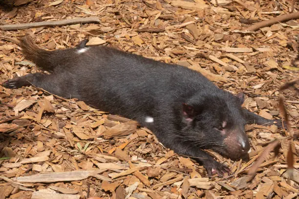 Photo of Tasmanian devil (Sarcophilus harrisii) (purinina) a carnivorous marsupial native to Tasmania, Australia. Recently reintroduced to mainland Australia