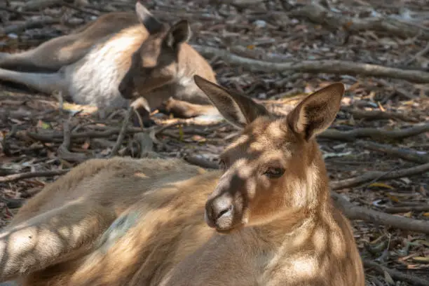 Photo of Red kangaroo (Osphranter rufus) the largest kangaroo species, found across mainland Australia