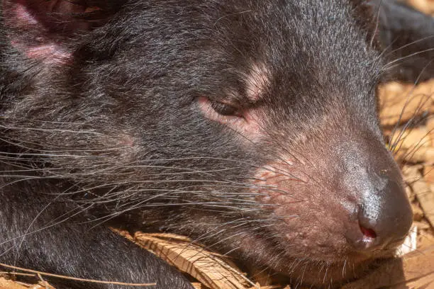 Photo of Tasmanian devil (Sarcophilus harrisii) (purinina) a carnivorous marsupial native to Tasmania, Australia. Recently reintroduced to mainland Australia