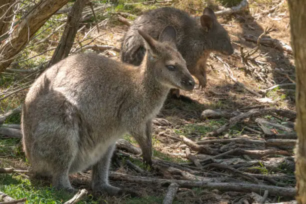 Photo of Wallabies on Phillip Island, south-southeast of Melbourne, Victoria, Australia