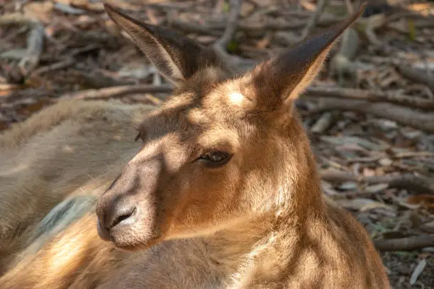 Photo of Red kangaroo (Osphranter rufus) the largest kangaroo species, found across mainland Australia