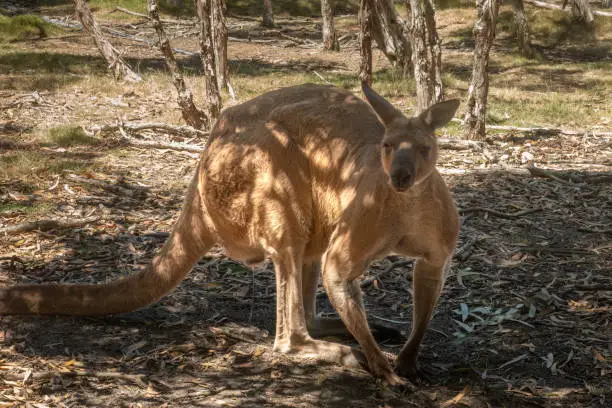 Photo of Red kangaroo (Osphranter rufus) the largest kangaroo species, found across mainland Australia