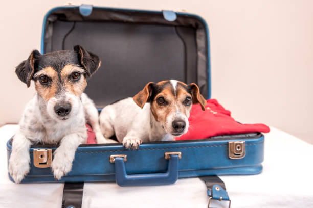 istock Vacation with several dogs -  small Jack Russell Terrier. Ready for the trip 1486853230