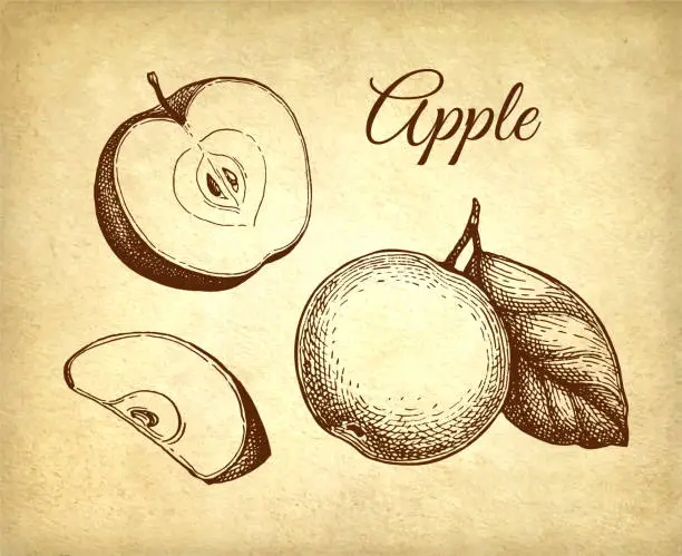 Vector illustration of Apple ink sketch.