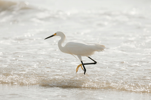 An egret walking in the ocean in Mexico.