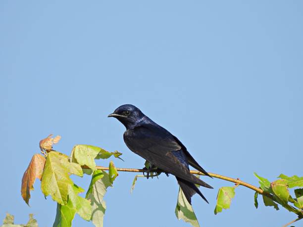 istock Purple Martin (Progne subis) - male perched in a tree 1486856023