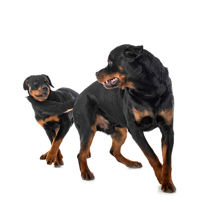 Rest time. Studio shot of adorable black-brown Doberman isolated on white background. Concept of beauty, art, animal, vet, care and love. Copy space for ad.
