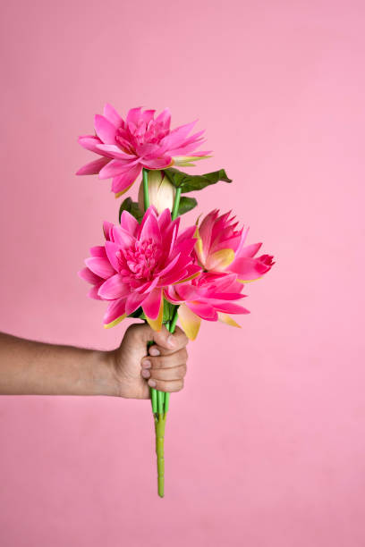 istock Beautiful Lotus flower isolated on pink background 1486861966