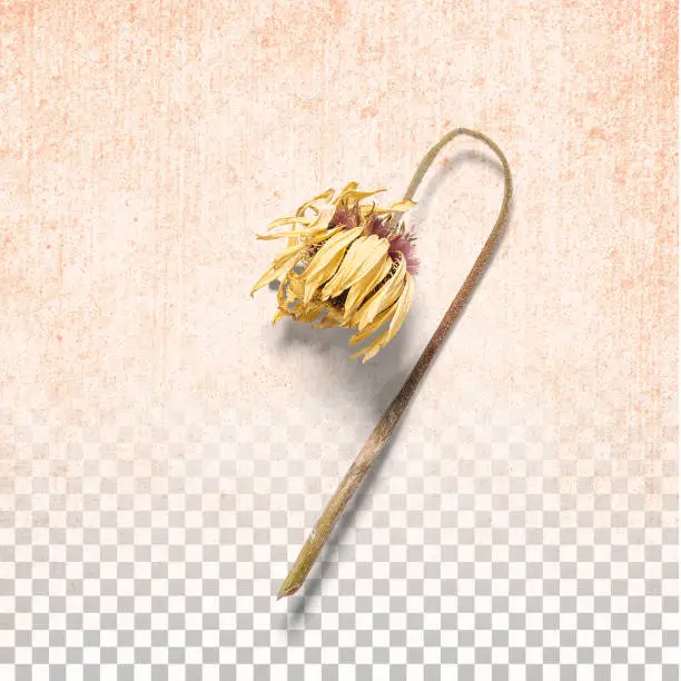 Isolated dry flower on transparent background