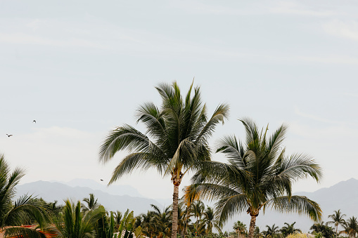 A  view of  beautiful palm trees with a mountain range in the background.