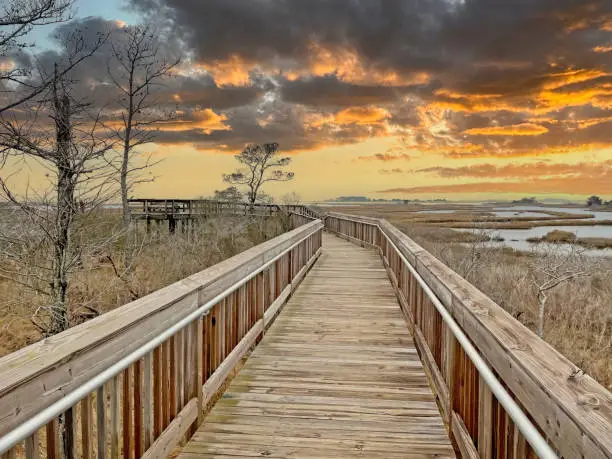 Photo of Assateague Island National Seashore