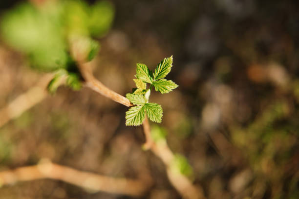 Raspberry branch with small young leaves blooming under the spring sun in the garden. First spring leaves.