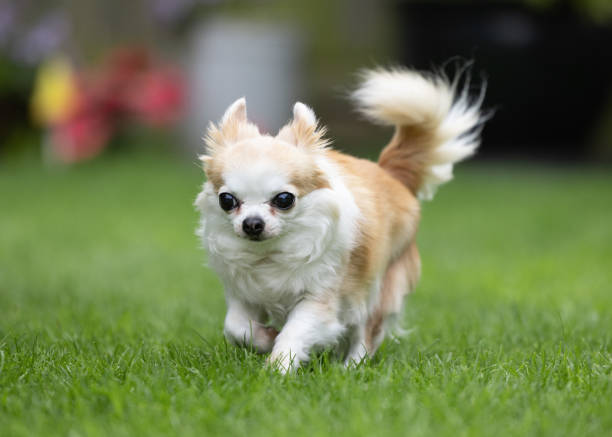 istock Beautiful Long haired Chihuahua playing 1486865307