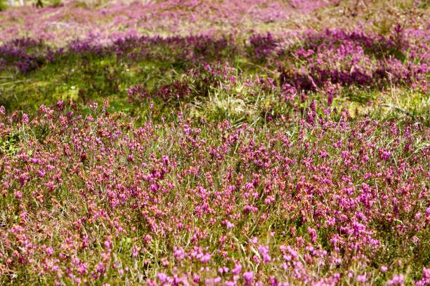 Calluna vulgaris, common heather, ling, or simply heather is the sole species in the genus Calluna in the flowering plant family Ericaceae. las flores rosadas crecen en el pantano alrededor de tocones secos. erika florece en un pantano en alemania. el terreno seco pantanoso y las flores rosadas crecen en montículos. una gran área de flores de erica que crecen en la naturaleza.