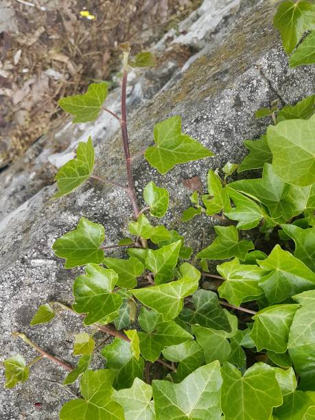 istock ivy green leaves isolated fresh for background 1486865856