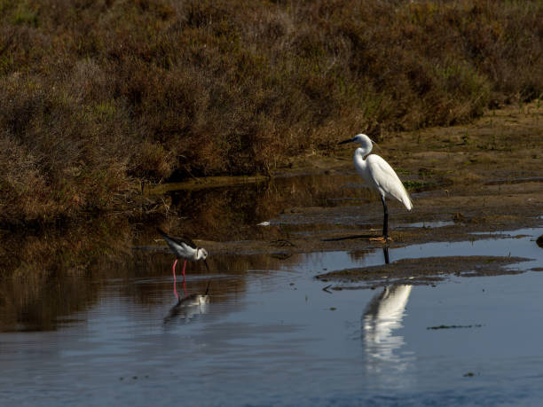 istock flamingos in the ebro delta catalonia spain 1486866281