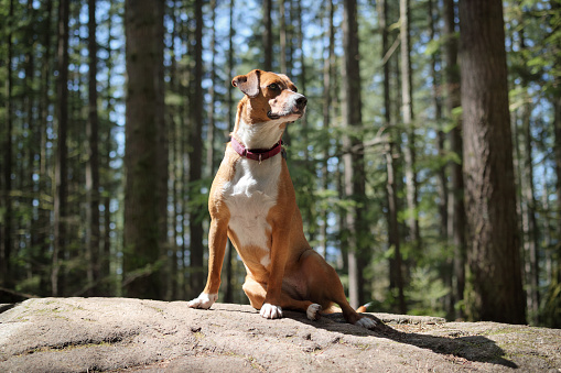 Nature dog walking background. Cute puppy dog taking a break sitting on a rock. 1year old female Harrier mix dog. Selective focus