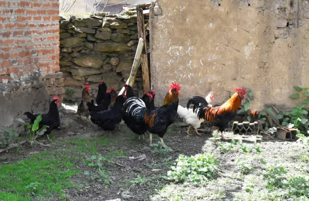 Sunny summer day in a farmyard with chickens in motion. Old house, shed and stone fence in the background.
