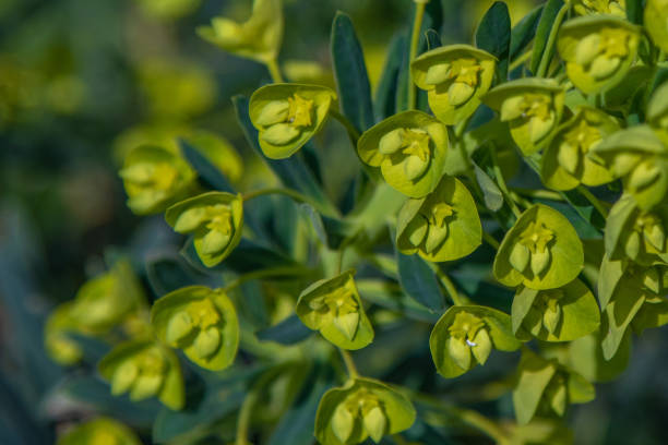 Lemon Thyme - Thymus Citriodorus stock photo