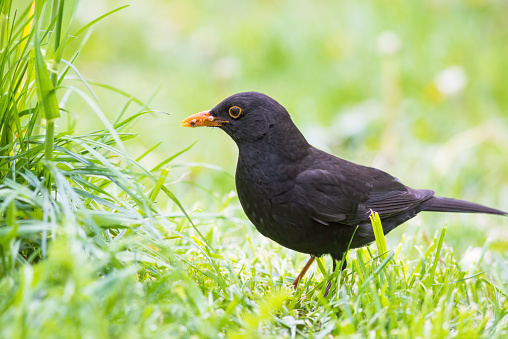 Blackbird on a meadow