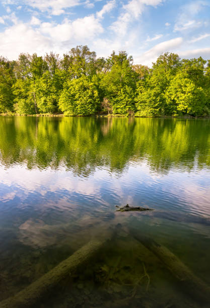 Little pond at Vondelpark landscape on sunny summer day in Amsterdam, Netherlands