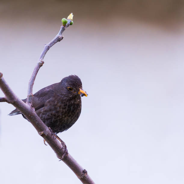 istock blackbird with prey in his beak 1486870891