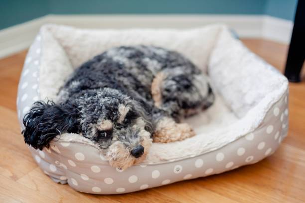 istock Cute Cockapoo puppy is lounging in a spotty dog bed, looking content and relaxed 1486871255