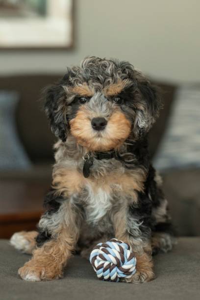 istock Cheerful Cockapoo puppy cuddles up on a cozy sofa next to a brightly-colored ball 1486871293