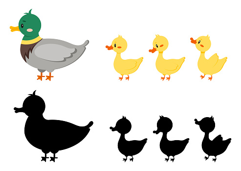 Duck bird with duckling and silhouette isolated on white background. Cute farm mother bird with baby flat design cartoon style vector illustration. Funny poultry duck family.