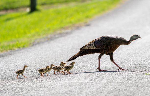 A female turkey takes her chicks across a rural Illinois road