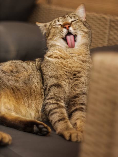 istock Tabby cat, with its mouth wide open in a yawn, sitting on the sofa 1486872459