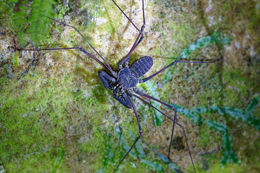 a spider searches for food near Mindo, Ecuador