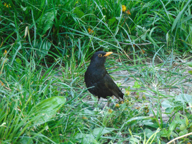 istock Blackbird in the grass in Romania. Turdus merula 1486877210