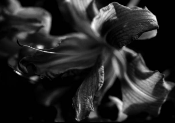 istock Beautiful Lily Flowers 1486878820