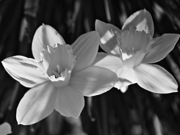 istock Abstract Daffodil flowers in macro shot 1486880740