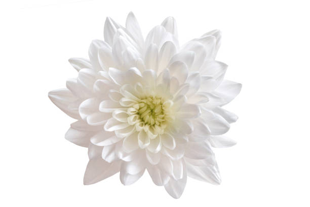 istock White chrysanthemum flower isolated on white background 1486884388
