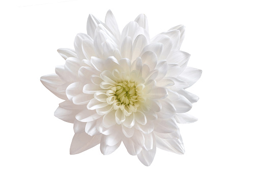 White chrysanthemum flower isolated on white background.