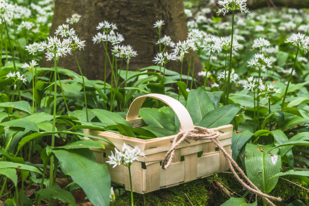 Freshly picked wild garlic in a wooden basket in the forest. Spring herbs. Vegan healthy cuisine. Freshly picked wild garlic in a wooden basket in the forest. Spring herbs. Vegan healthy cuisine. ramson stock pictures, royalty-free photos & images