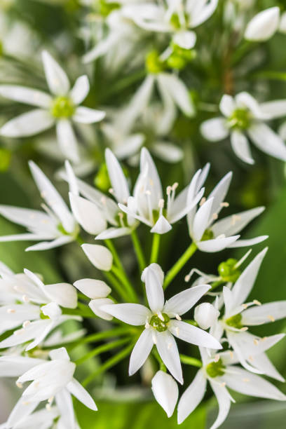 istock Wild garlic blossoms and leaves, vertical 1486885949