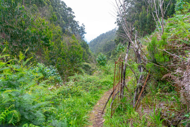 istock dense forest trail through an old irrigation water channel in typical Portuguese operation on the island of Madeira 1486886006
