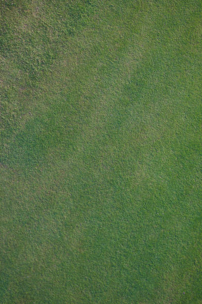 istock Putting Green and White Sand Trap Background Textures 1486886104
