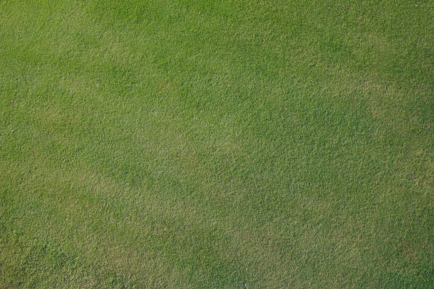 istock Putting Green and White Sand Trap Background Textures 1486886107