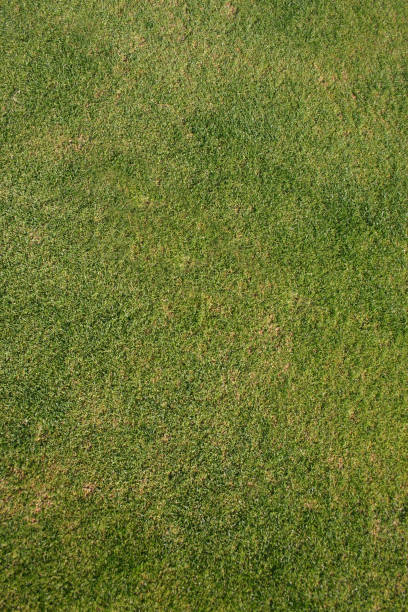 istock Putting Green and White Sand Trap Background Textures 1486886108