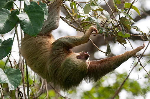 Two-toed sloth in a forest in the Arenal area - Costa Rica