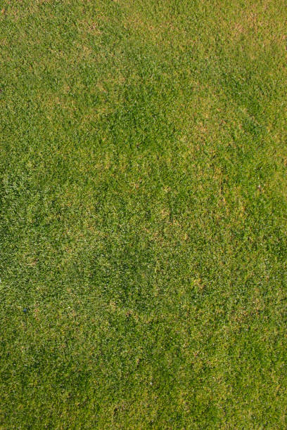 istock Putting Green and White Sand Trap Background Textures 1486886138